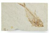 Detailed Fossil Fish (Diplomystus) - Wyoming #357673-1